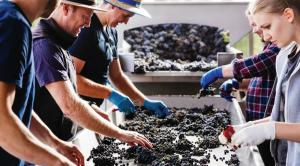 2018年澳洲葡萄收获报告发布，葡萄收购价格持续攀升