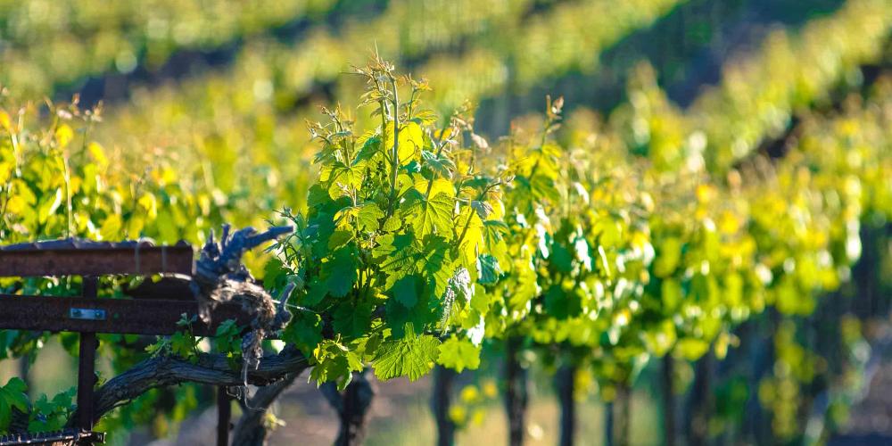 Ironstone Vineyards