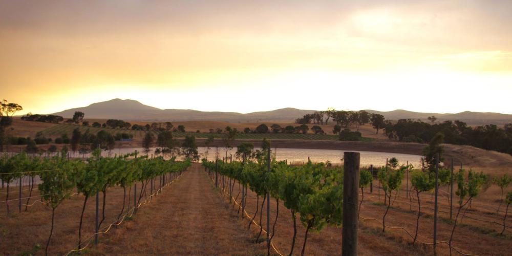 DogRock Winery